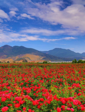 崇阳县铜钟乡玫瑰基地